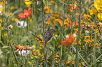 sitting Sparrow in the flower meadow