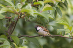 sitting Sparrow