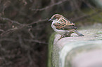 sitting Sparrow