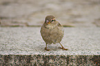standing Sparrow