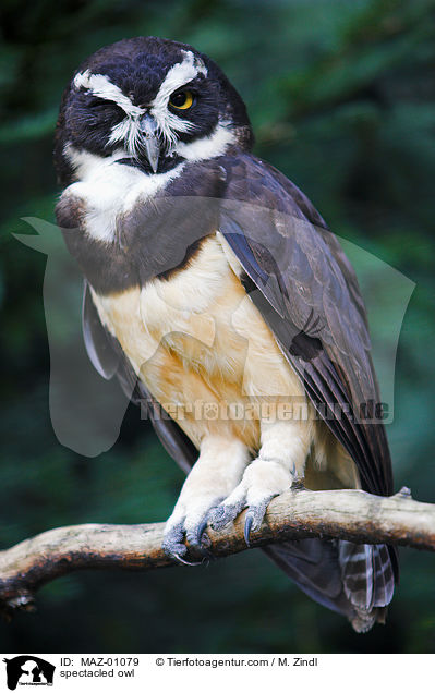 spectacled owl / MAZ-01079