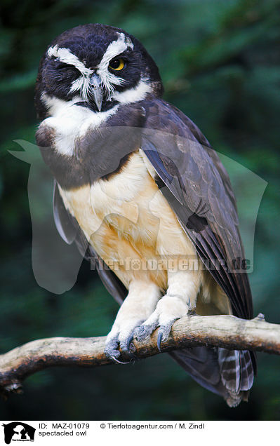 Brillenkauz / spectacled owl / MAZ-01079