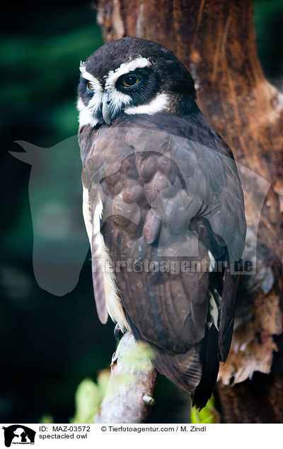 spectacled owl / MAZ-03572