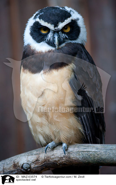 spectacled owl / MAZ-03574