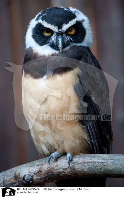 spectacled owl / MAZ-03574