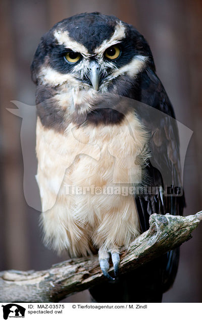spectacled owl / MAZ-03575