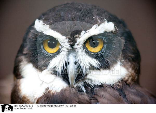 spectacled owl / MAZ-03576
