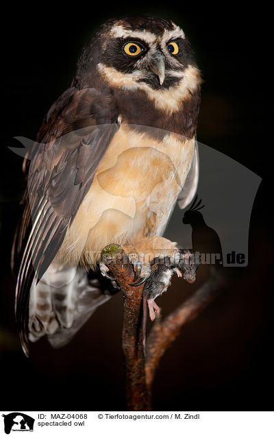 spectacled owl / MAZ-04068