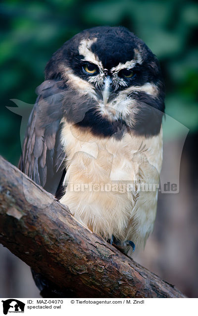 Brillenkauz / spectacled owl / MAZ-04070