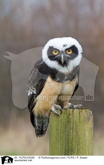 spectacled owl / FLPA-03256