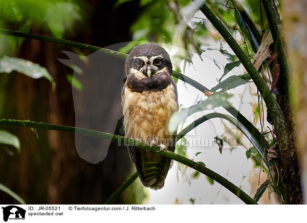 Brillenkauz / spectacled owl / JR-05521