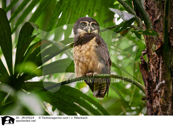 spectacled owl / JR-05524