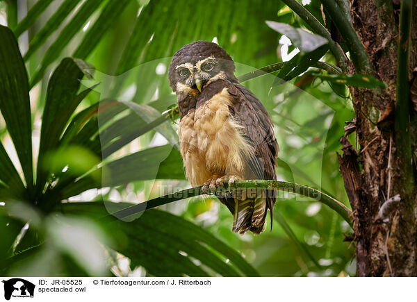 Brillenkauz / spectacled owl / JR-05525