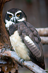 spectacled owl