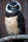 spectacled owl