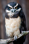 spectacled owl