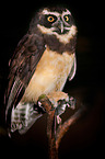 spectacled owl