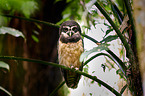 spectacled owl