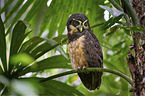 spectacled owl