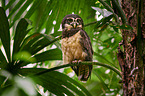 spectacled owl