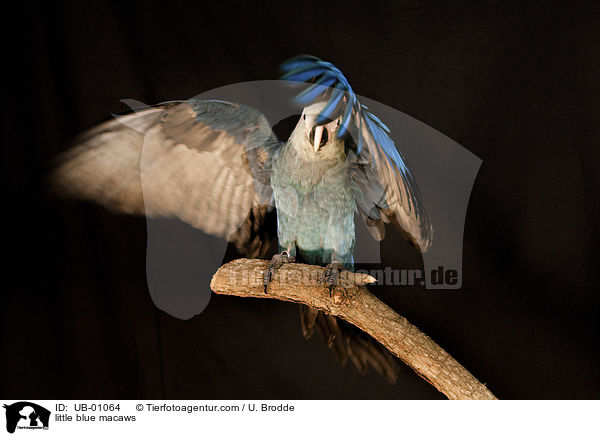 Spix-Ara / little blue macaws / UB-01064
