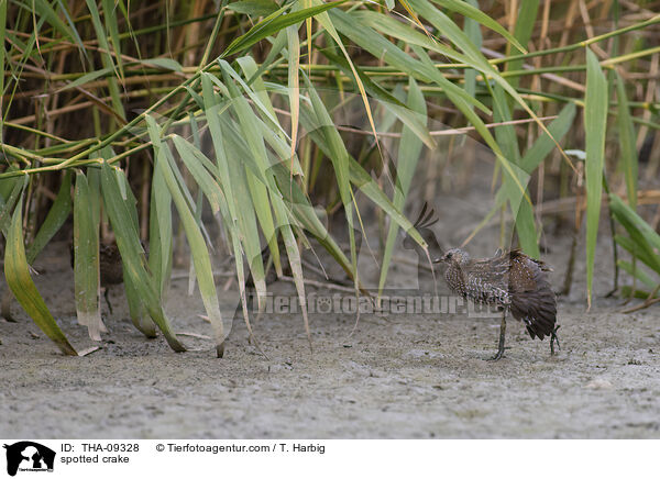 spotted crake / THA-09328
