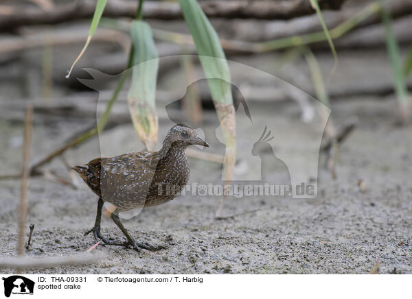spotted crake / THA-09331
