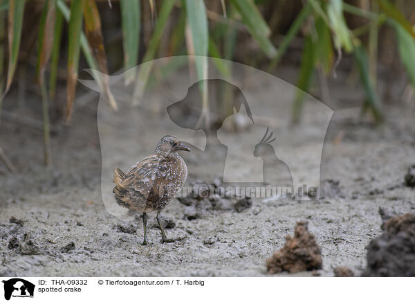 Tpfelsumpfhuhn / spotted crake / THA-09332