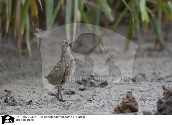 spotted crake / THA-09334
