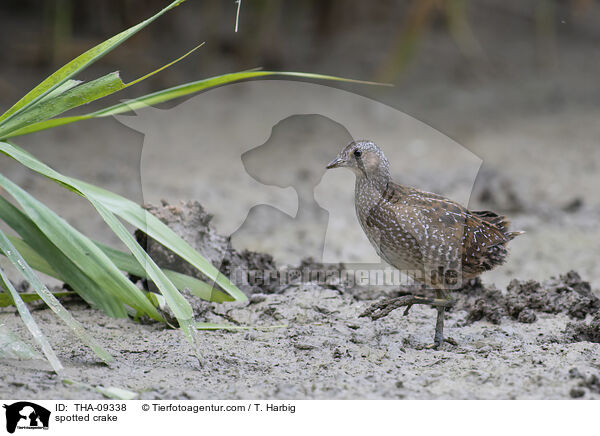 spotted crake / THA-09338