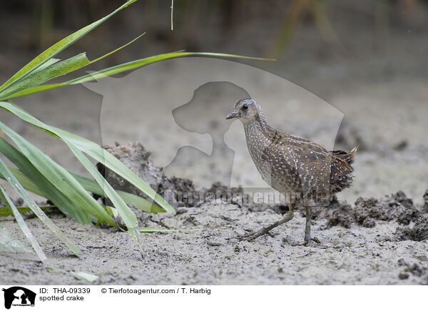 Tpfelsumpfhuhn / spotted crake / THA-09339