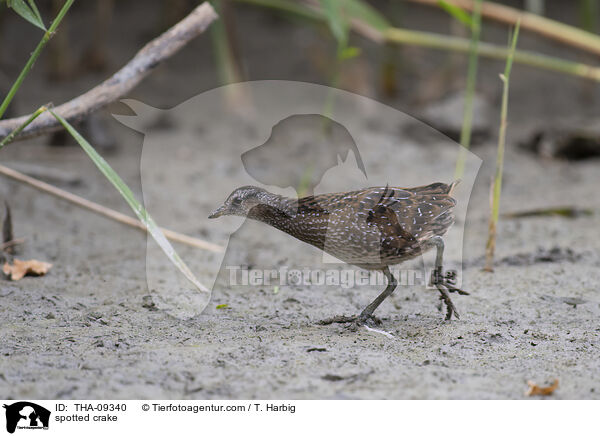 spotted crake / THA-09340