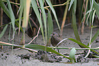 spotted crakes