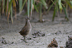 spotted crake