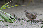 spotted crake