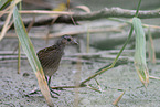 spotted crake
