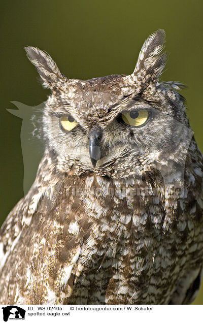 afrikanischer Fleckenuhu / spotted eagle owl / WS-02405