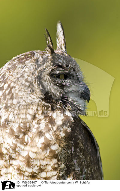 afrikanischer Fleckenuhu / spotted eagle owl / WS-02407