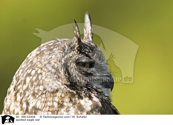 afrikanischer Fleckenuhu / spotted eagle owl / WS-02408