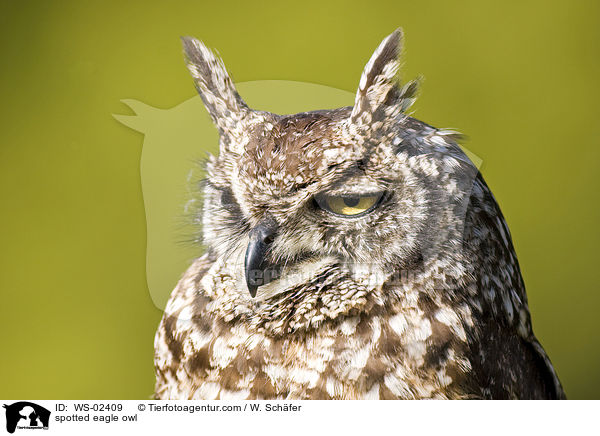 spotted eagle owl / WS-02409