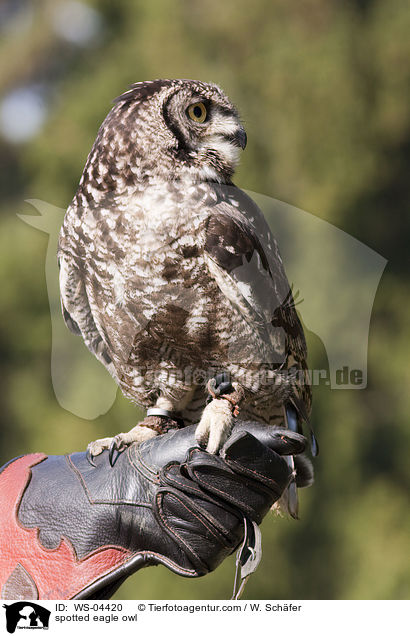 Fleckenuhu / spotted eagle owl / WS-04420