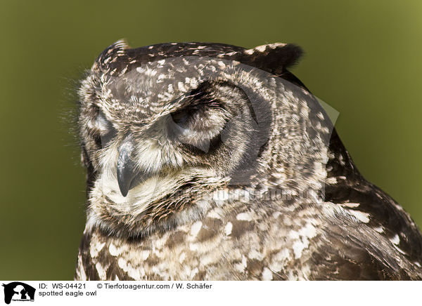 Fleckenuhu / spotted eagle owl / WS-04421