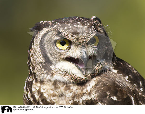 spotted eagle owl / WS-04422