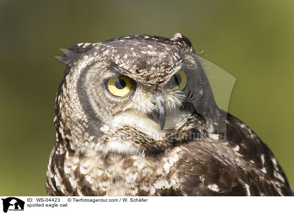 Fleckenuhu / spotted eagle owl / WS-04423