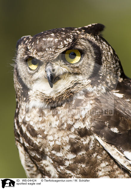 Fleckenuhu / spotted eagle owl / WS-04424
