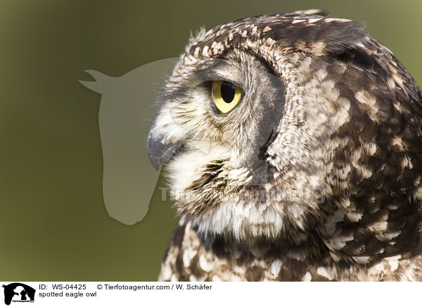 Fleckenuhu / spotted eagle owl / WS-04425