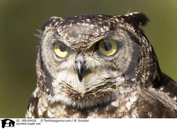 Fleckenuhu / spotted eagle owl / WS-04426