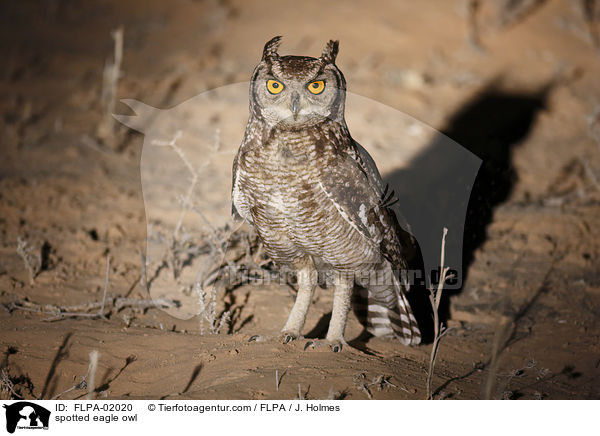 spotted eagle owl / FLPA-02020