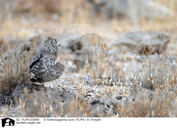Fleckenuhu / spotted eagle owl / FLPA-03569