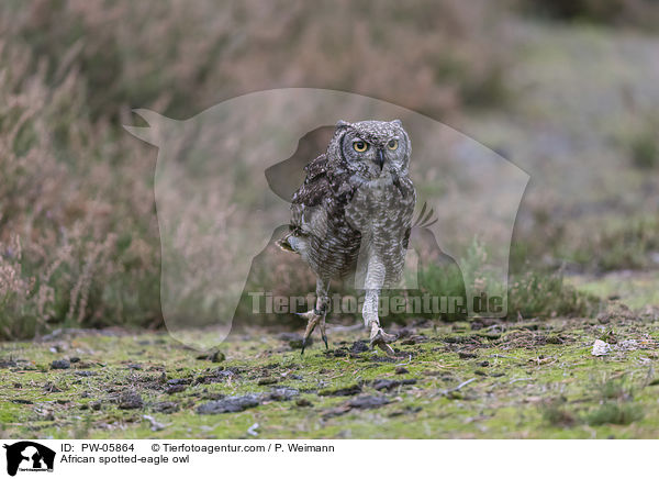 African spotted-eagle owl / PW-05864